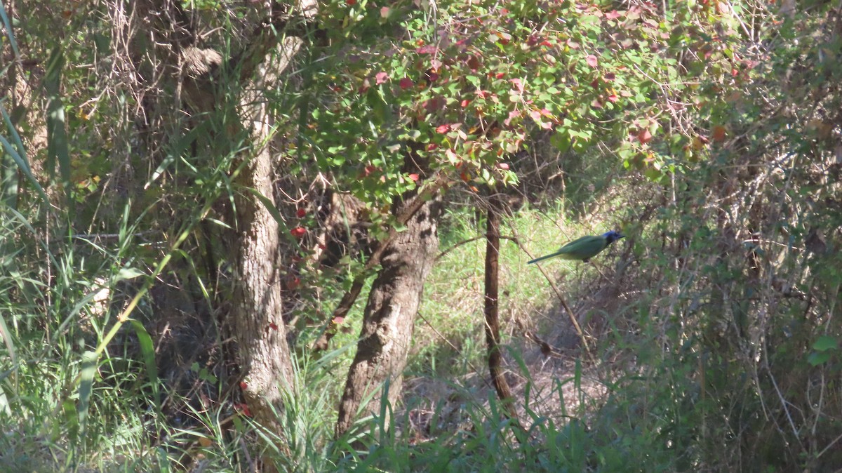 インカサンジャク - ML647021947