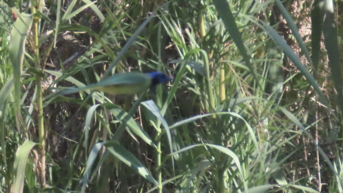 インカサンジャク - ML647021950