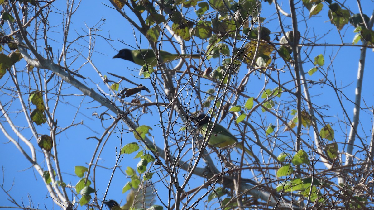 インカサンジャク - ML647021952