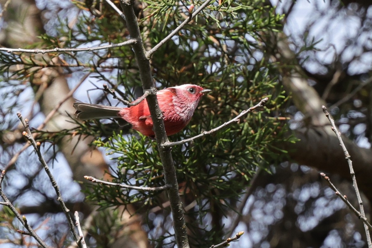 rosenparula - ML647021955