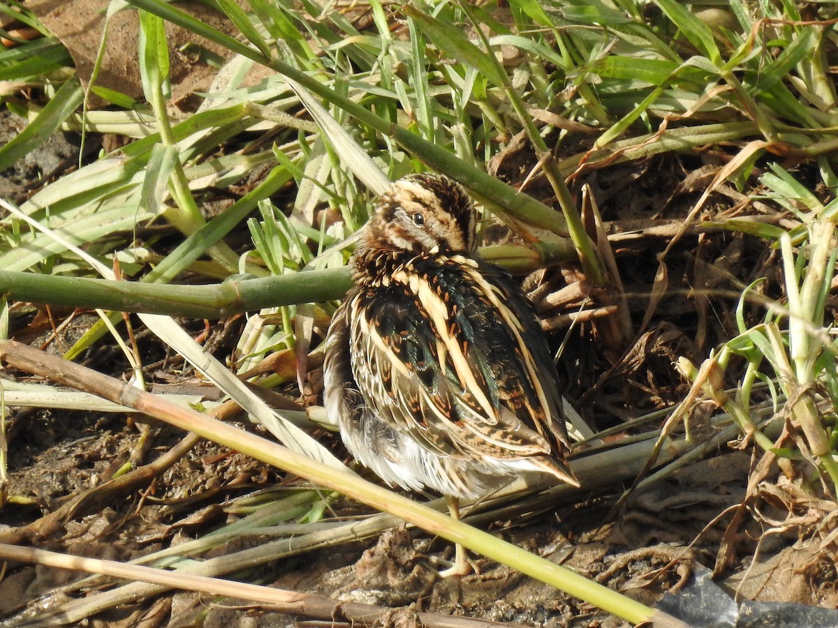 Jack Snipe - ML647021963