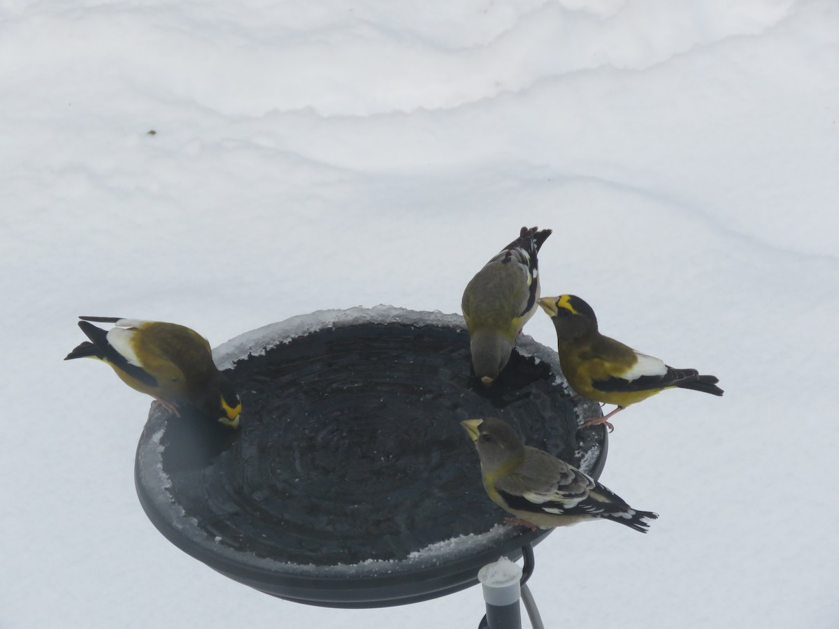 キビタイシメ - ML647021970