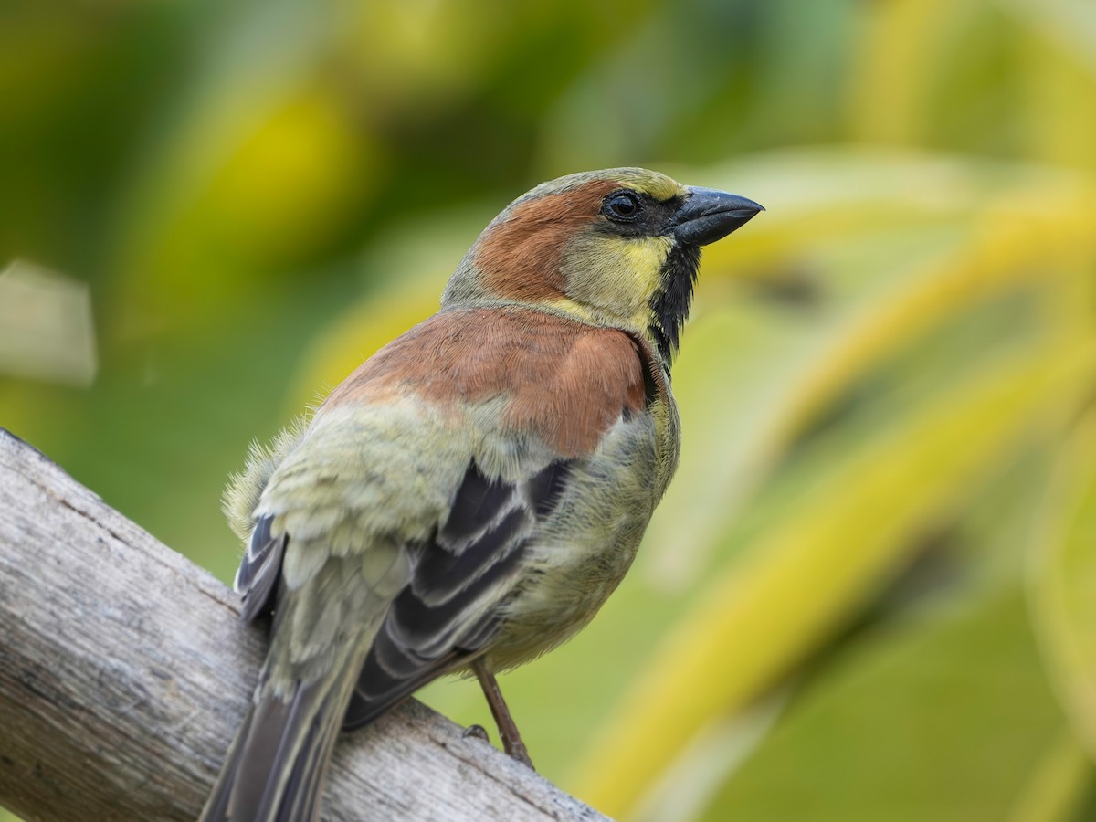 Желтобрюхий воробей - ML647021973