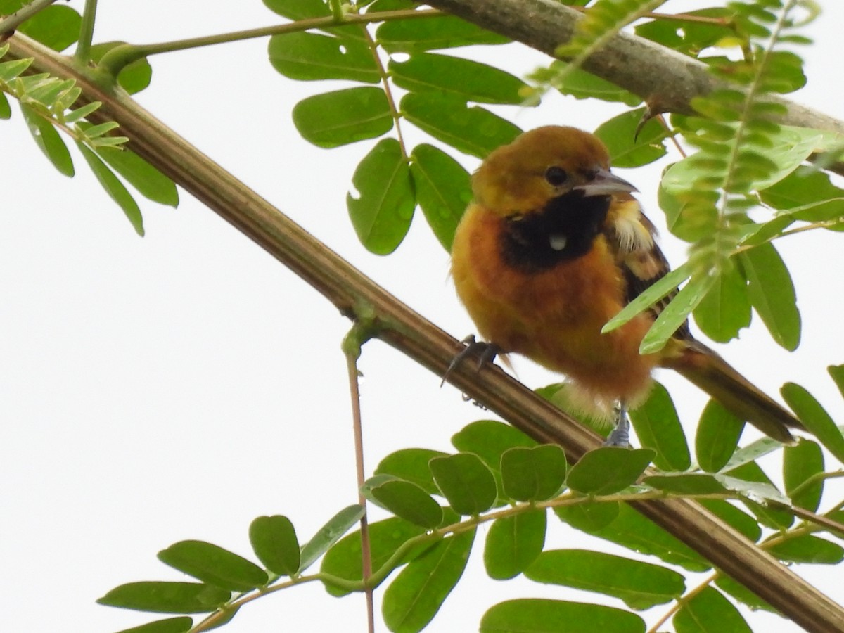 Orchard Oriole - ML647021974