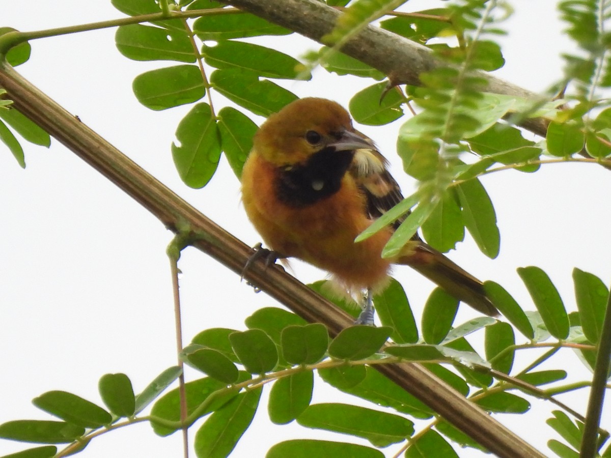 Orchard Oriole - ML647021975