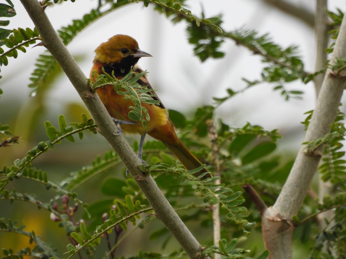 Orchard Oriole - ML647021976