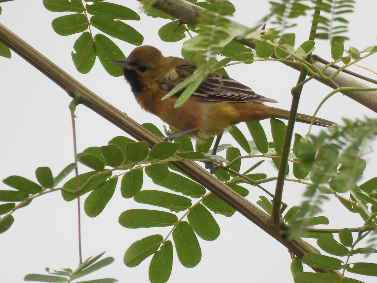 Orchard Oriole - ML647021977