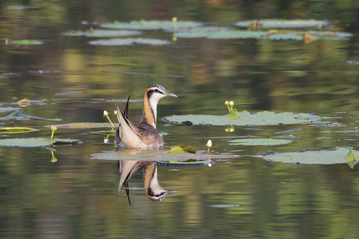 Фазанохвостая якана - ML647021982