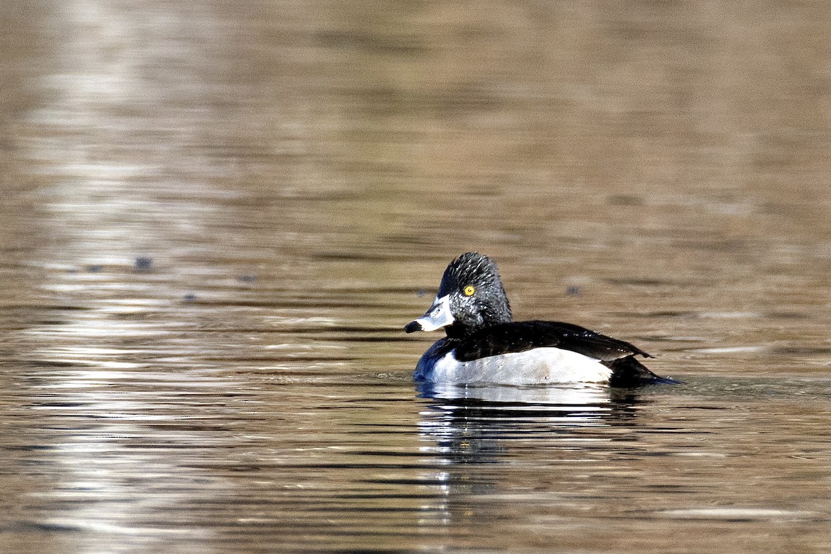 環頸潛鴨 - ML647021983