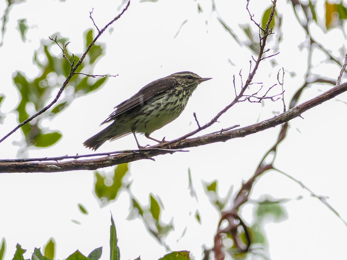 Northern Waterthrush - ML647021984