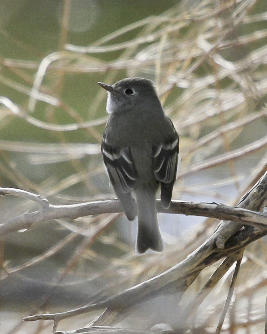 Hammond's Flycatcher - ML647021985