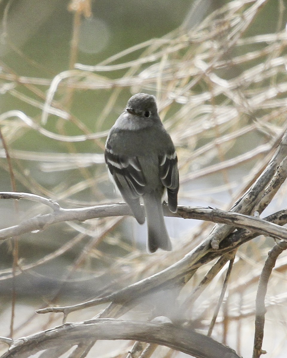 Hammond's Flycatcher - ML647021987