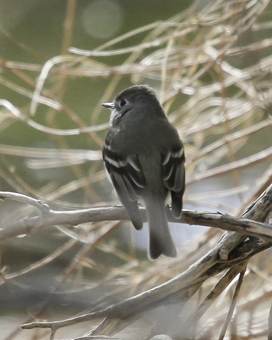 Hammond's Flycatcher - ML647021990