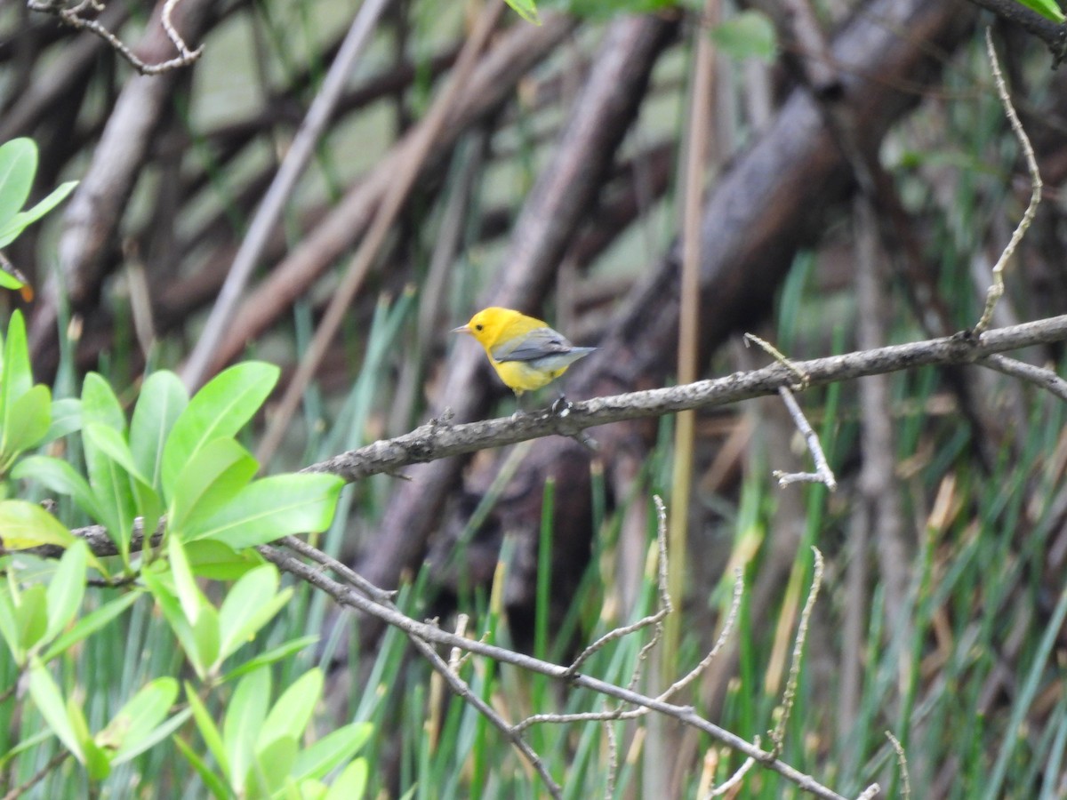 Prothonotary Warbler - ML647021994