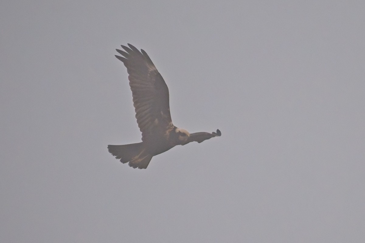 Western Marsh Harrier - ML647021997
