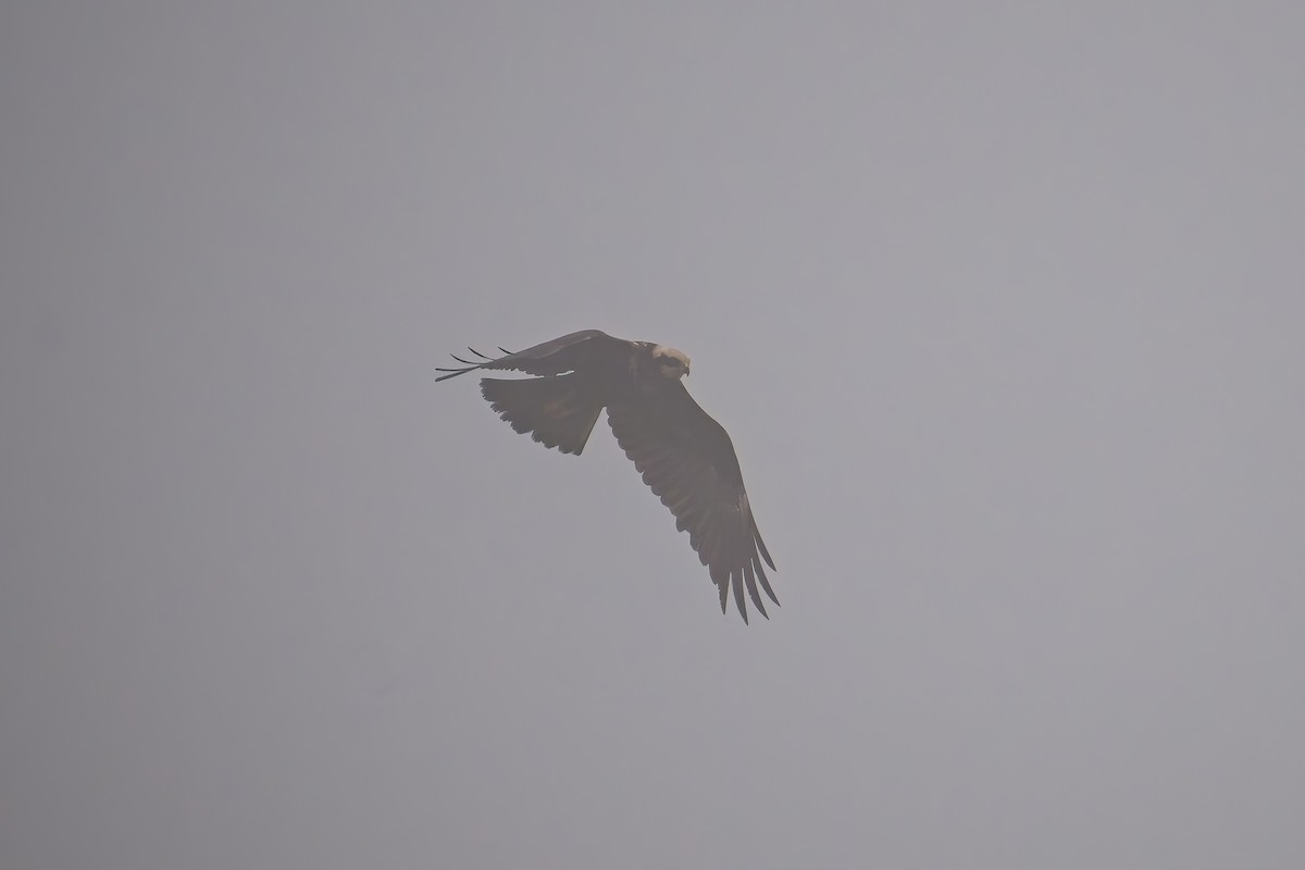 Western Marsh Harrier - ML647021998