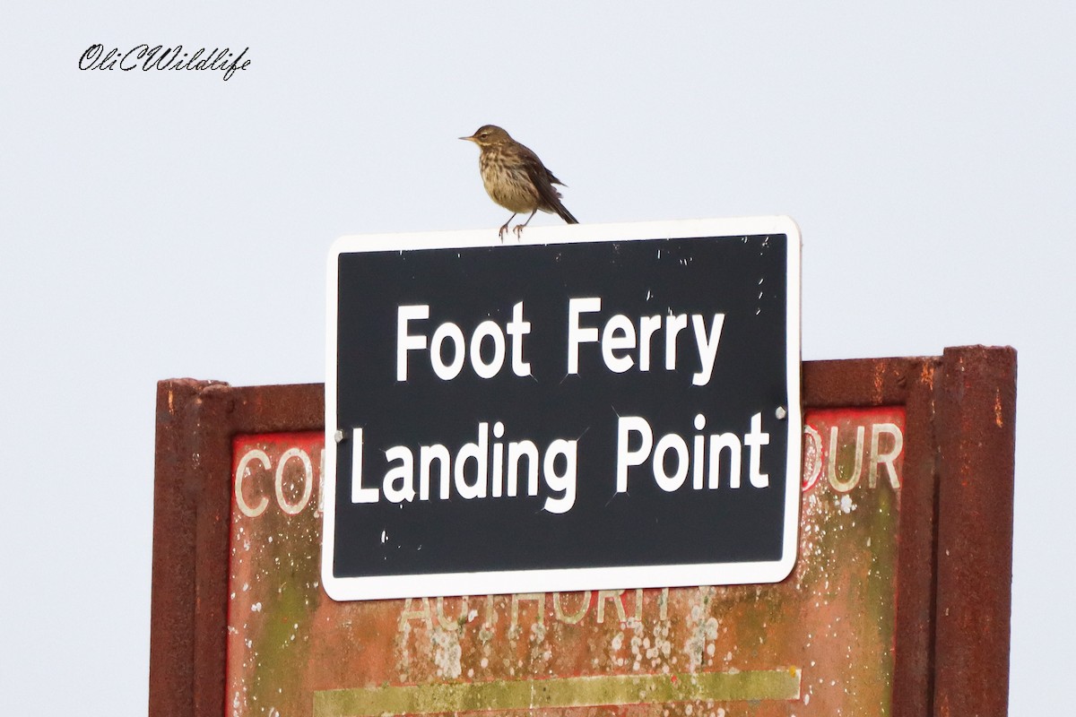 マキバタヒバリ - ML647022001