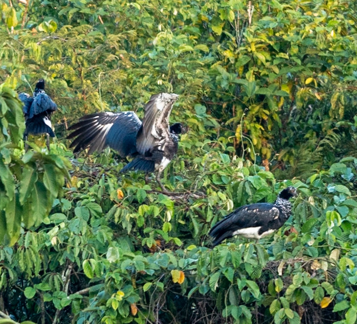 Chajá Añuma - ML647022009