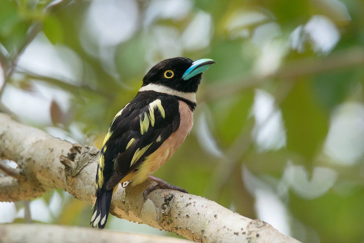 Black-and-yellow Broadbill - ML64702201