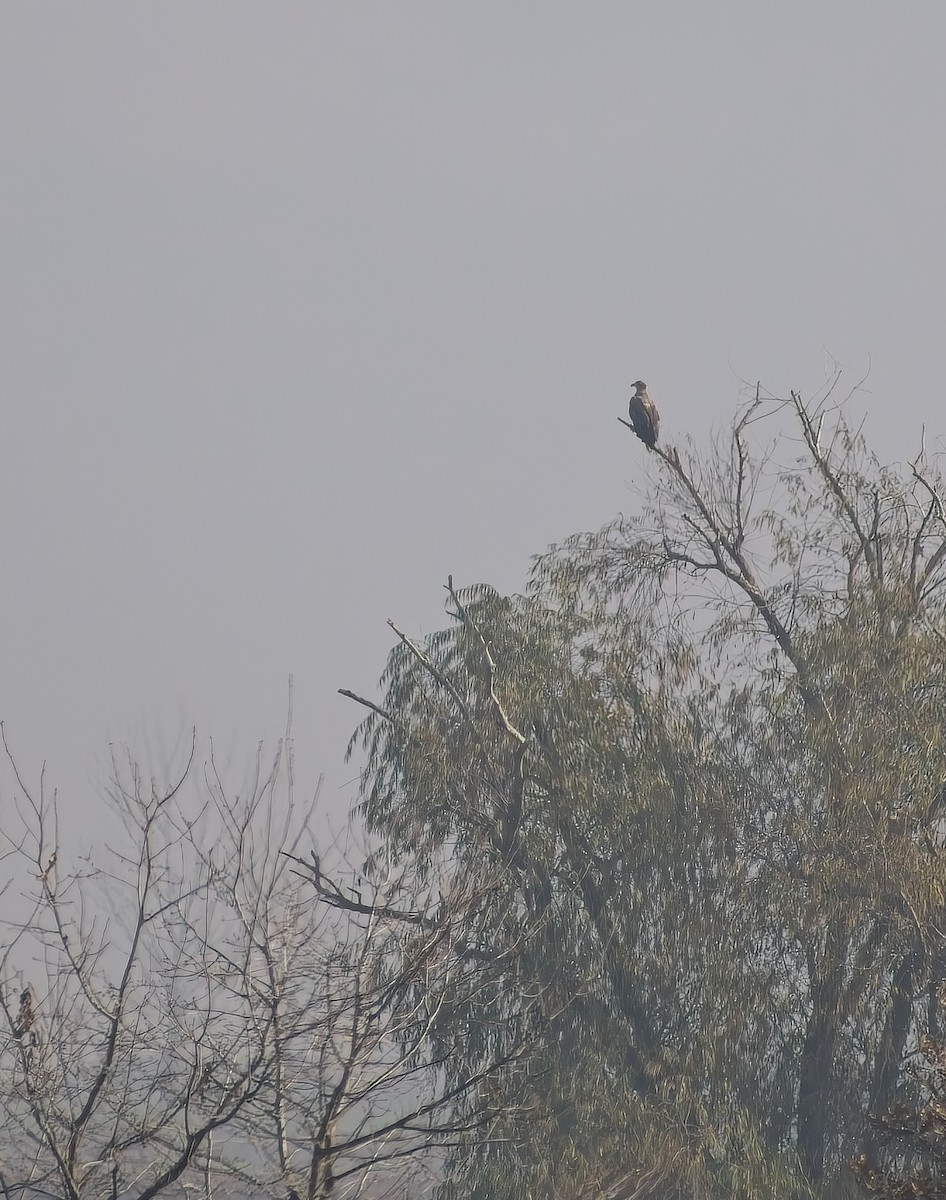 White-tailed Eagle - ML647022012