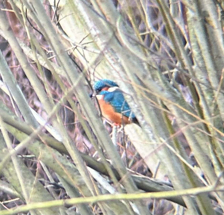 Common Kingfisher - ML647022016