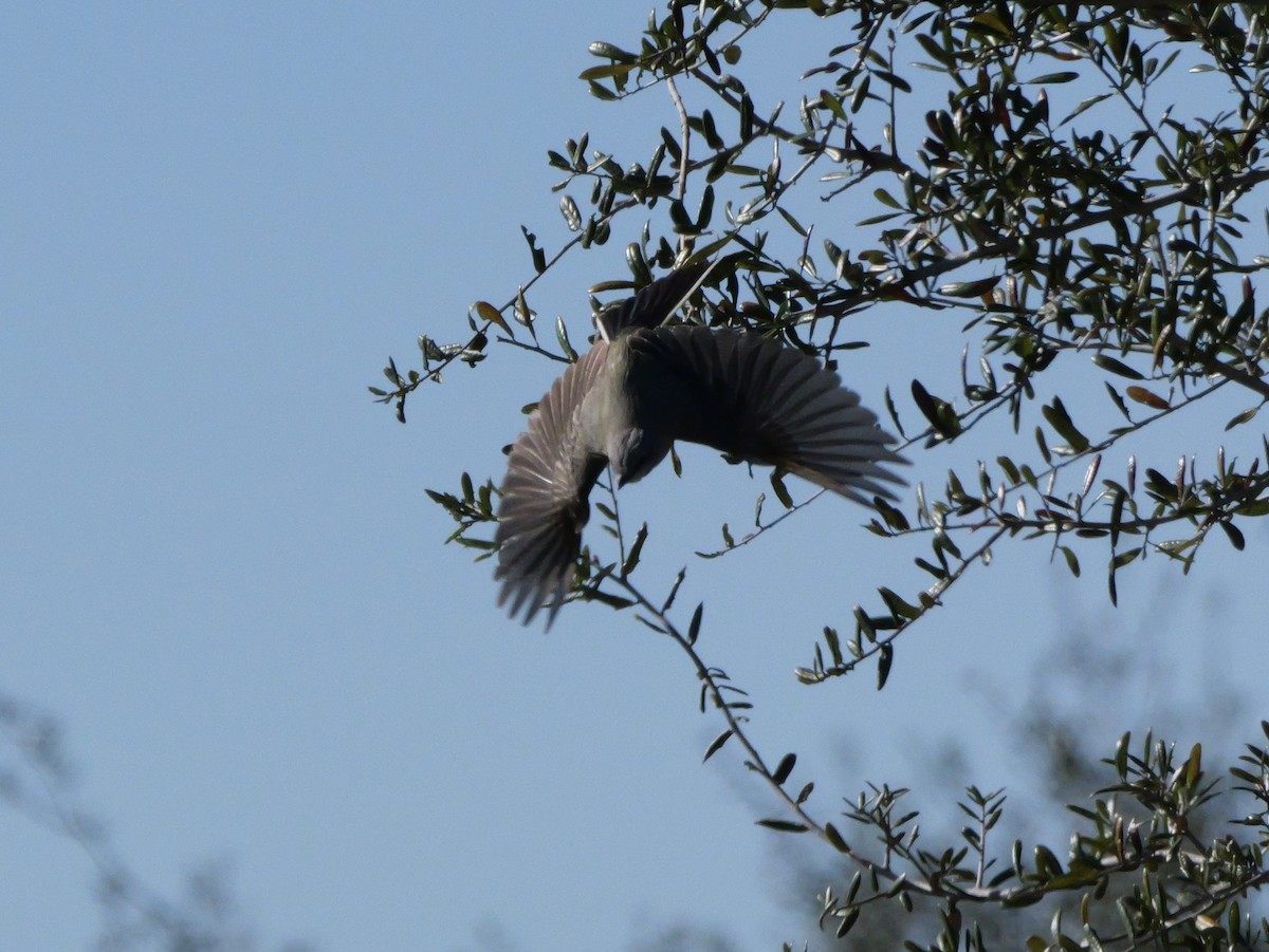 Tyran de l'Ouest - ML647022020