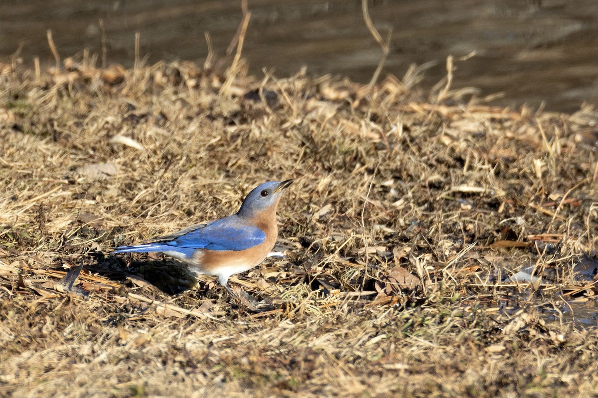 Eastern Bluebird - ML647022022