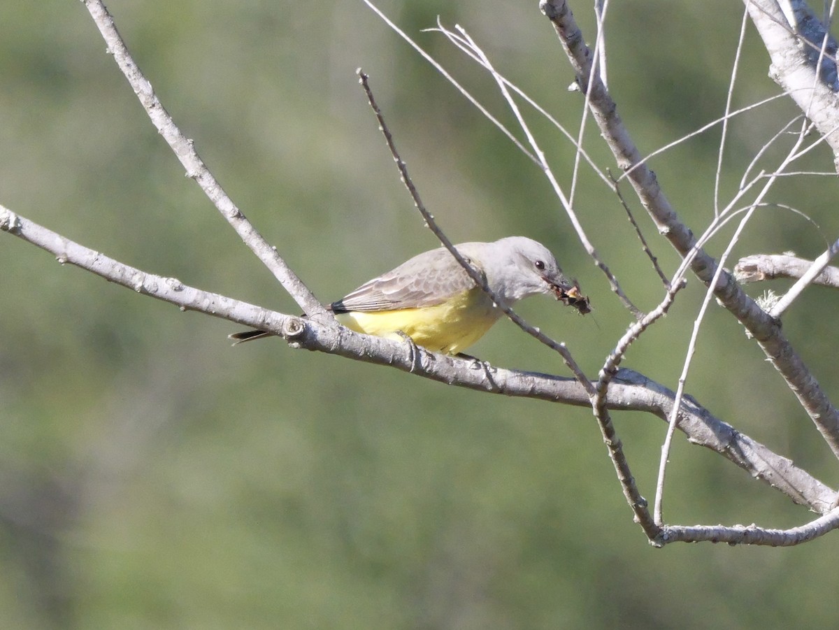 Tyran de l'Ouest - ML647022023