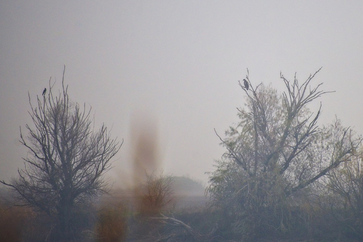 White-tailed Eagle - ML647022026