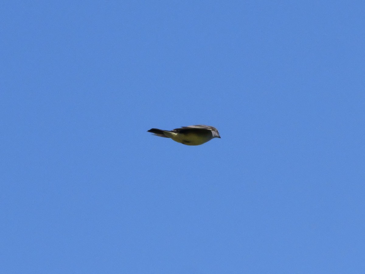 Tyran de l'Ouest - ML647022032