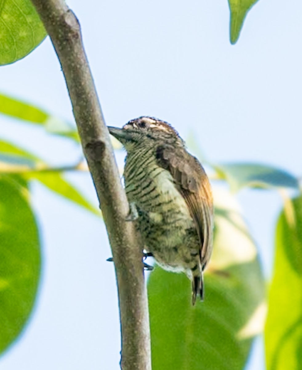 Lafresnaye's Piculet - ML647022034