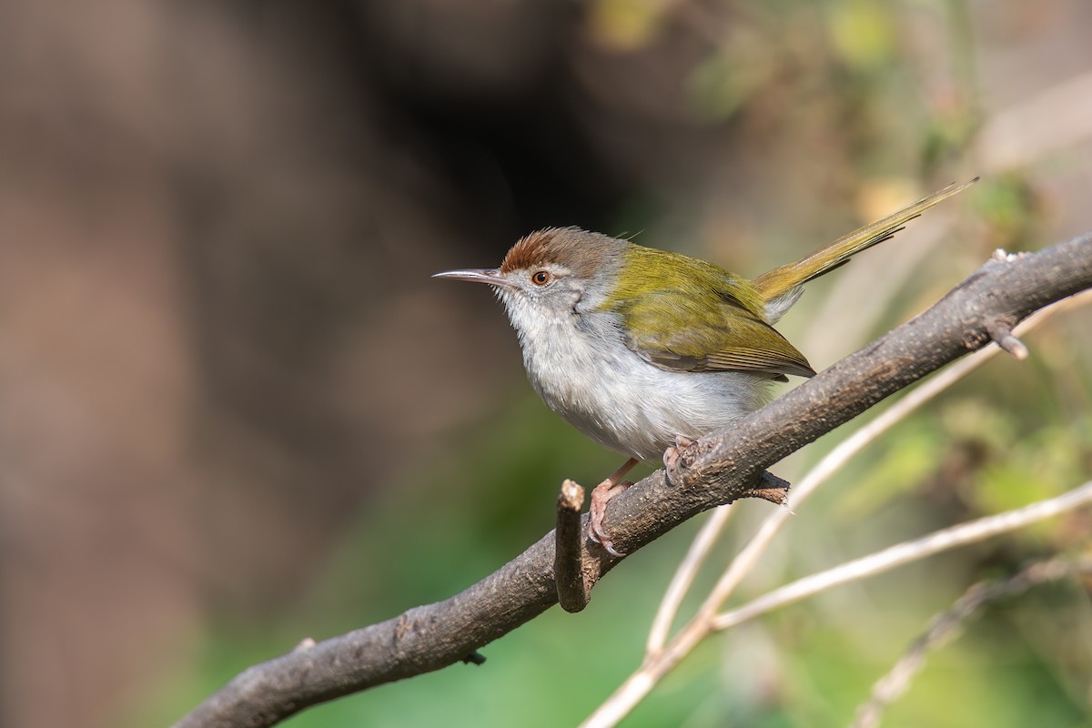 Common Tailorbird - ML647022036