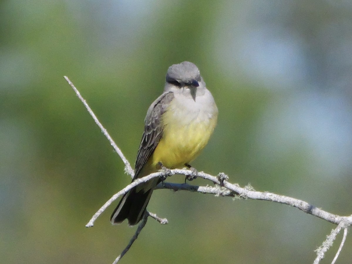 Tyran de l'Ouest - ML647022038