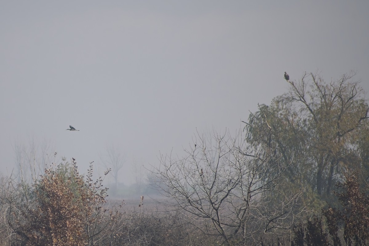 White-tailed Eagle - ML647022041