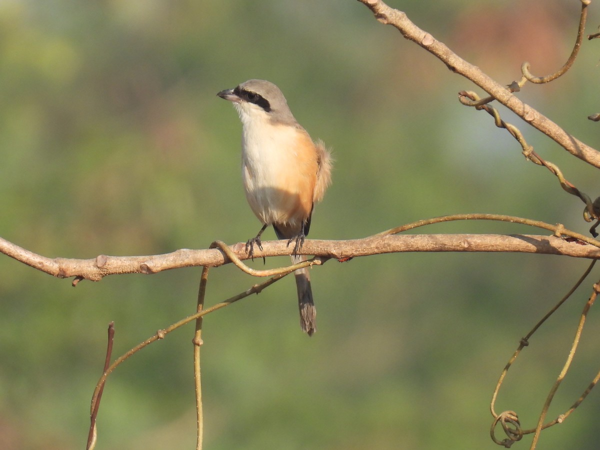Long-tailed Shrike - ML647022042