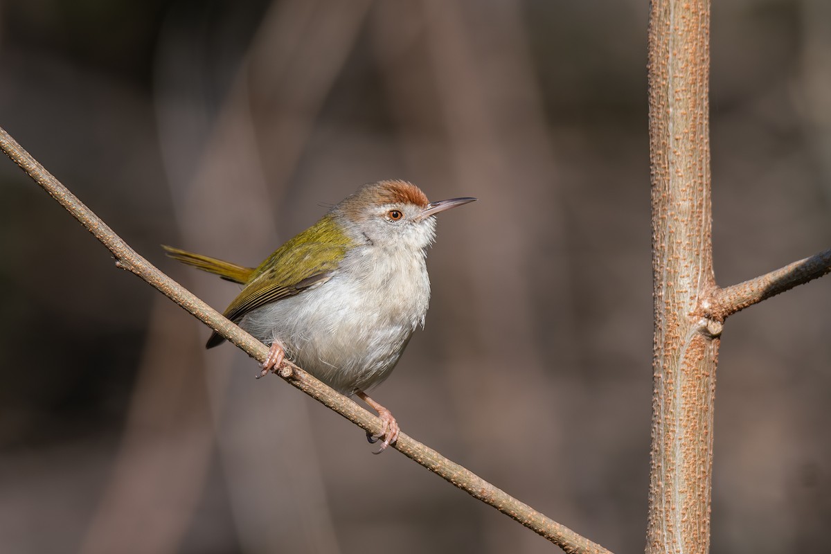Common Tailorbird - ML647022045