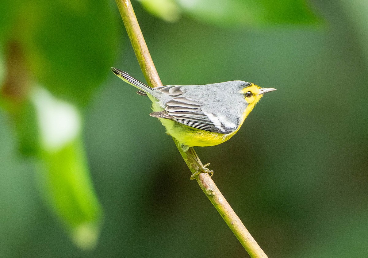 St. Lucia Warbler - ML647022087