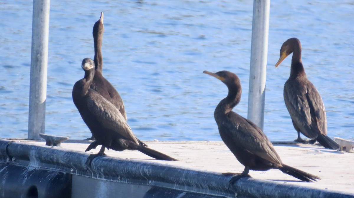 Neotropic Cormorant - ML647022090