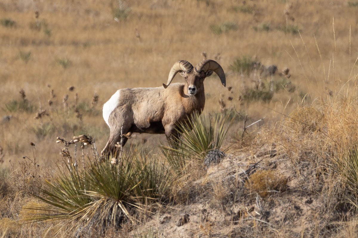 Bighorn Sheep