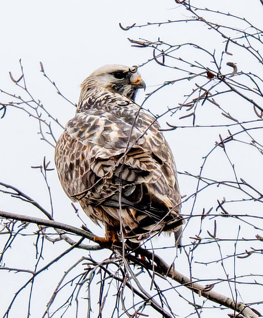 Rough-legged Hawk - ML647022096
