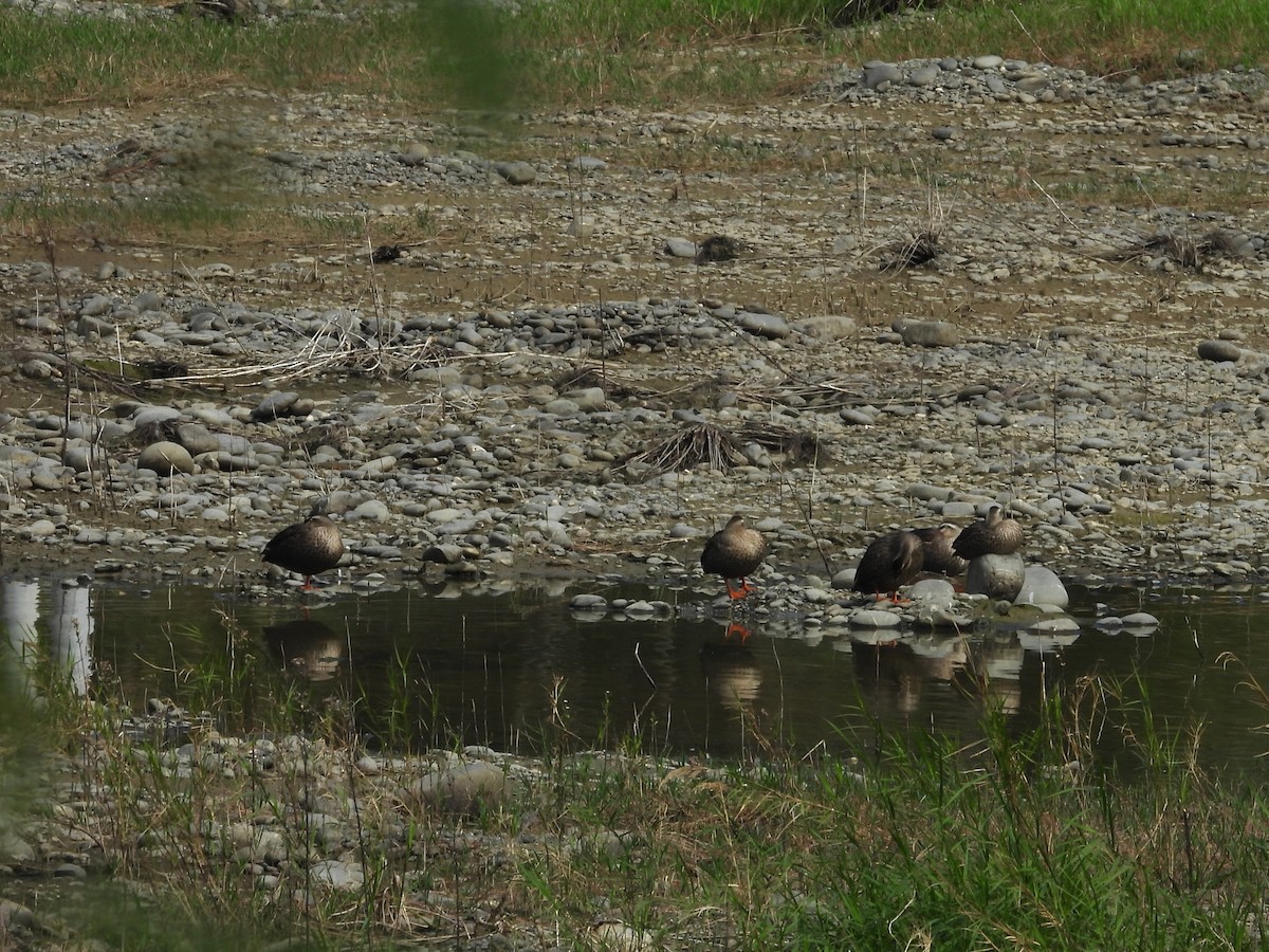 花嘴鴨 - ML647022097