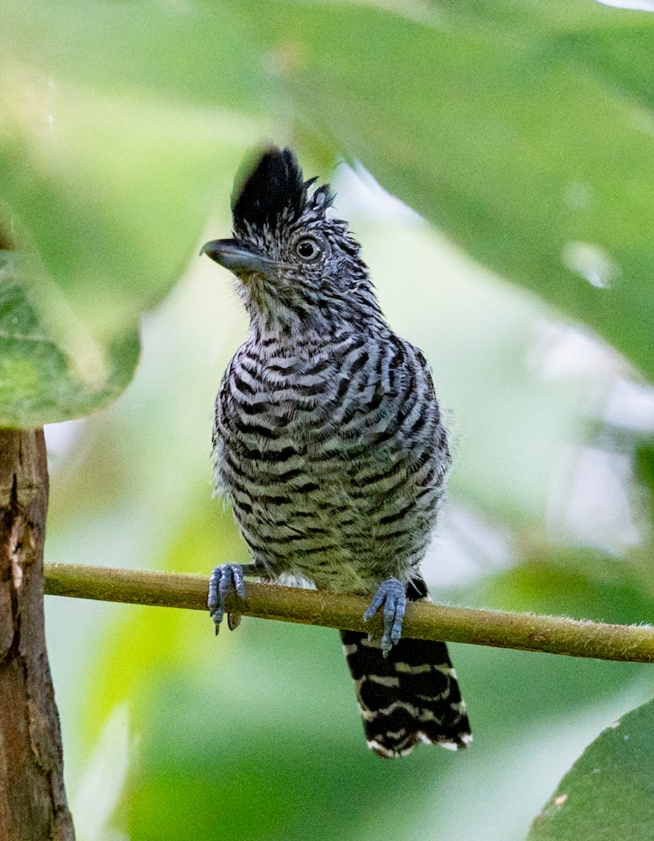 Barred Antshrike - ML647022100