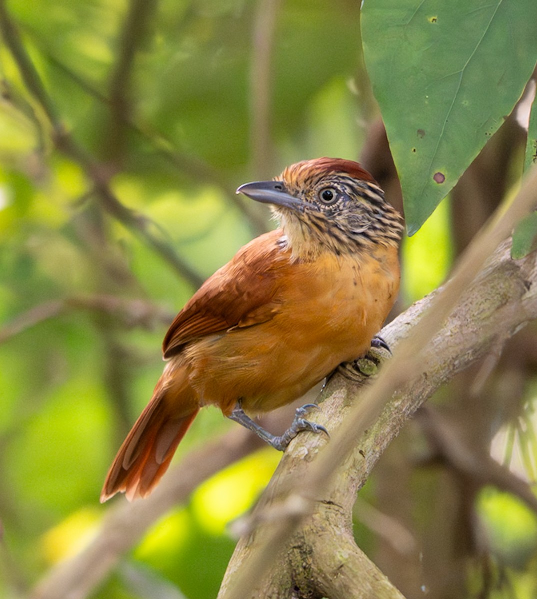 Barred Antshrike - ML647022101
