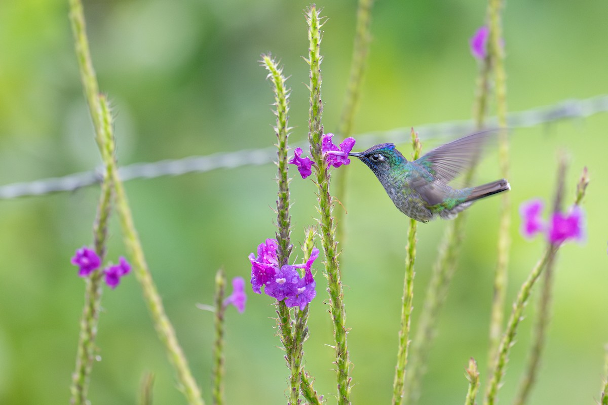 Violet-headed Hummingbird - ML647022119