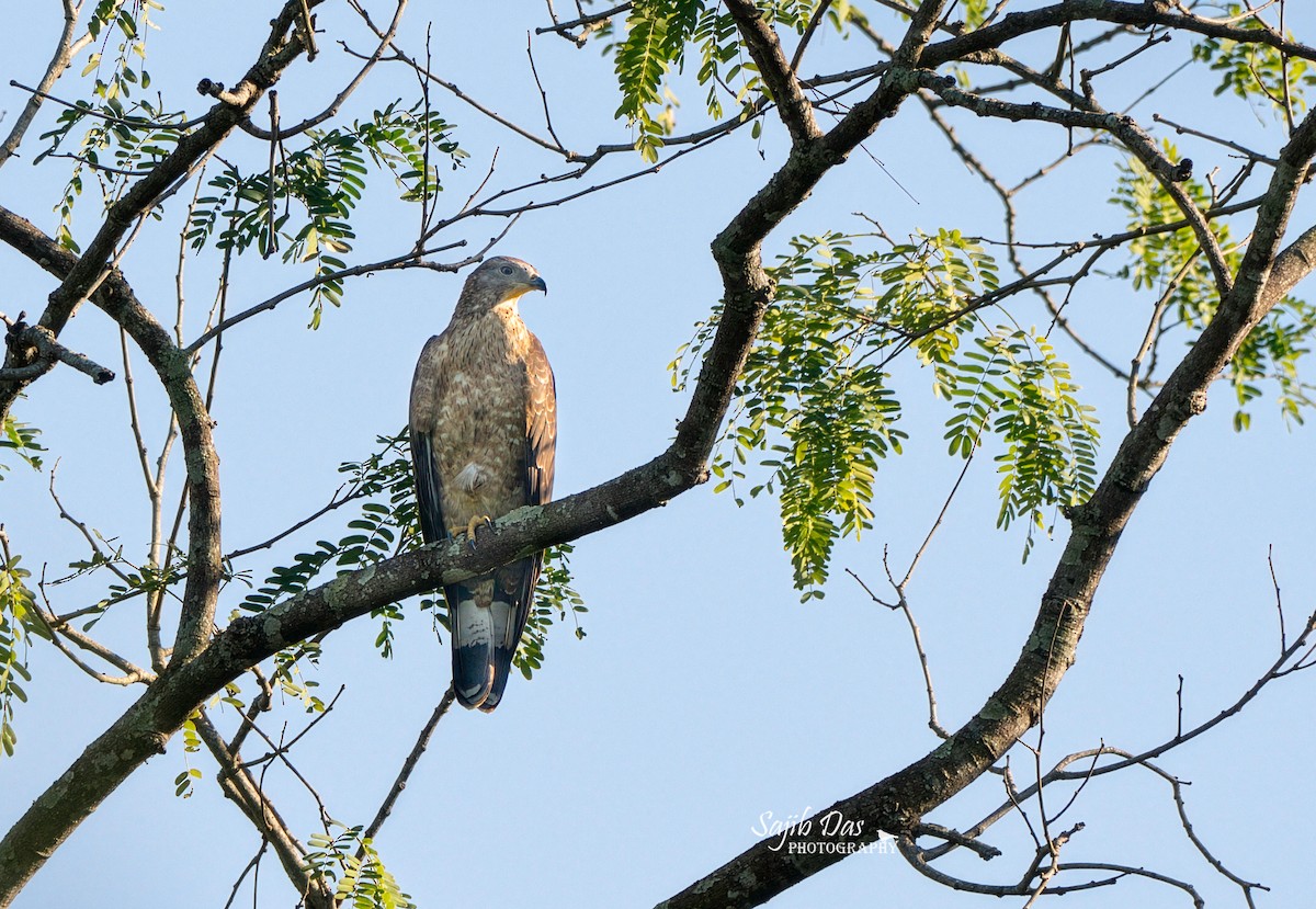 Oriental Honey-buzzard - ML647022120