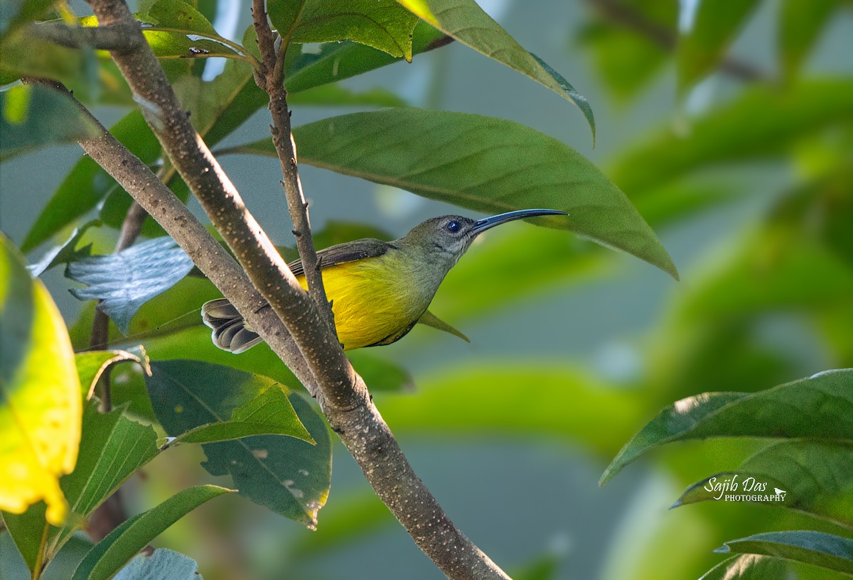 Little Spiderhunter - ML647022130