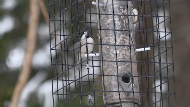 Carolina Chickadee - ML647022132