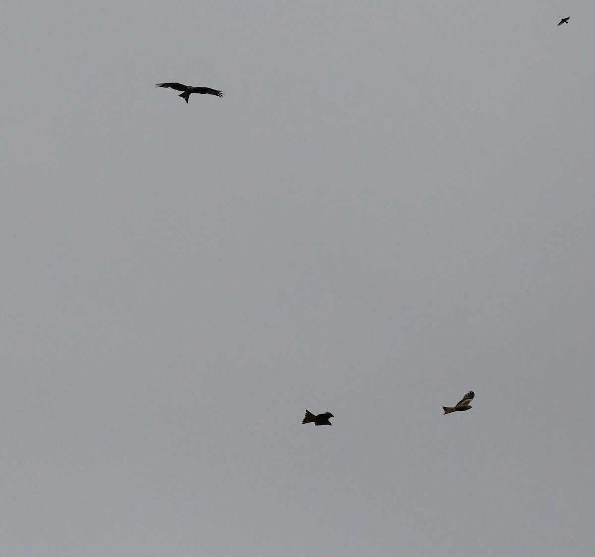 luňák červený (ssp. milvus) - ML647022137