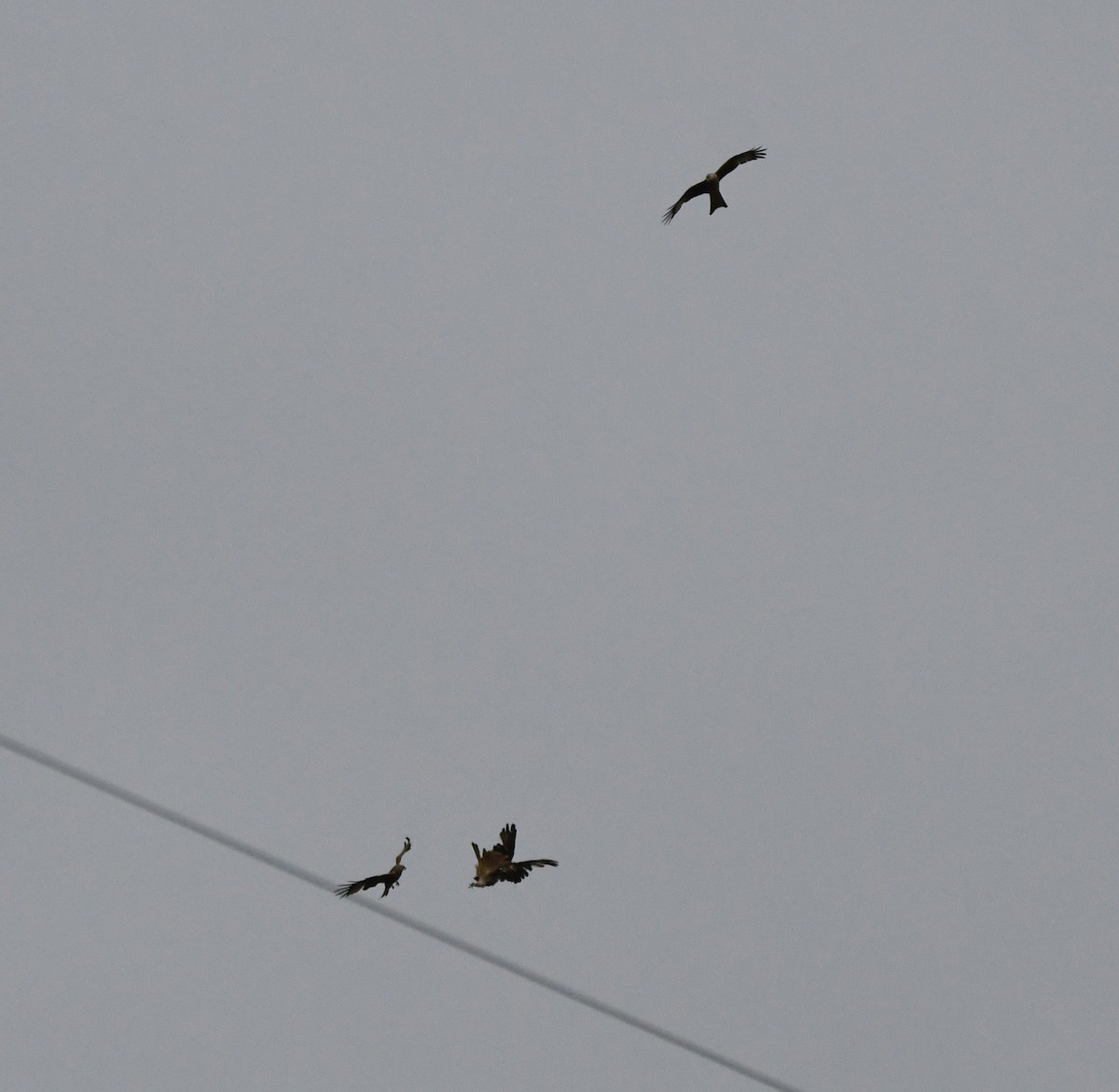 luňák červený (ssp. milvus) - ML647022139