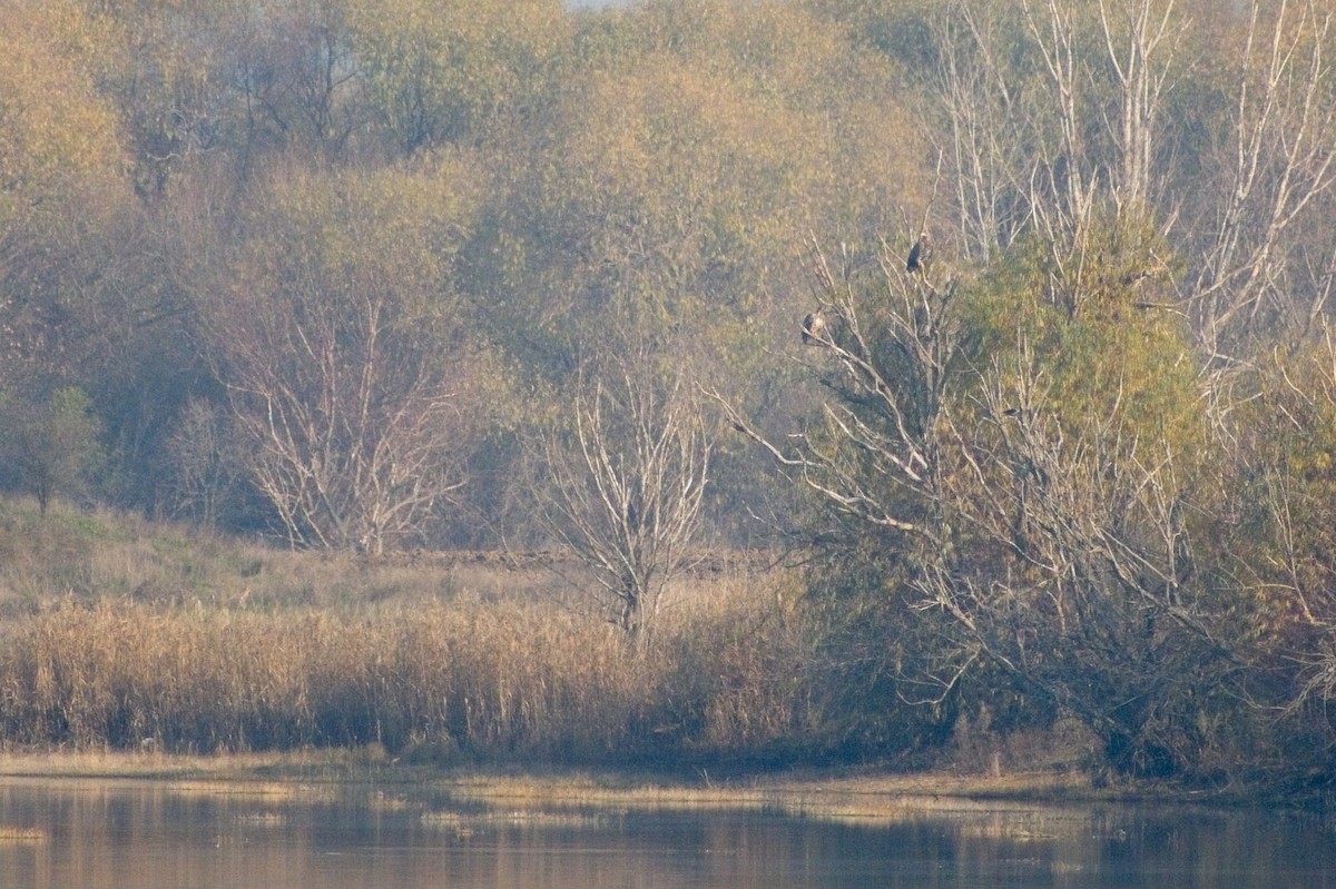 White-tailed Eagle - ML647022146
